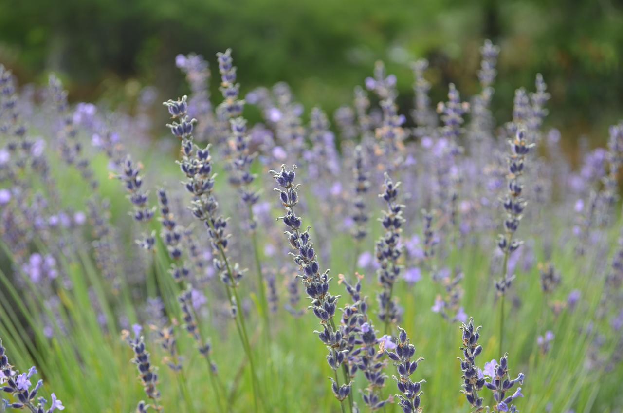 Bed and Breakfast Lavender Hill Riverhead Esterno foto